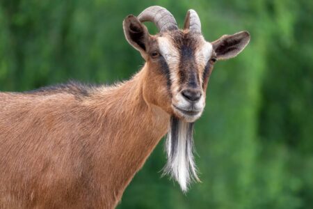Eau du Goat: Why Do Goat Bucks Smell?
